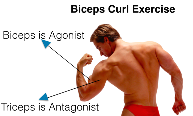 Muscle Building Anatomy 101 for Skinny Guys to Gain Mass